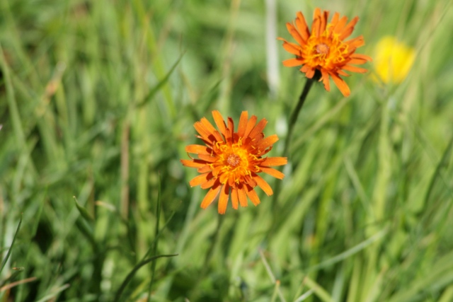 pianta Alpi - Crepis aurea